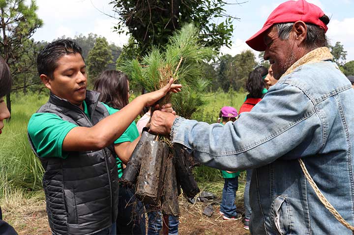 REFORESTACIÓN 2019