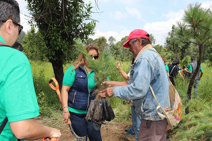 REFORESTACIÓN 2019