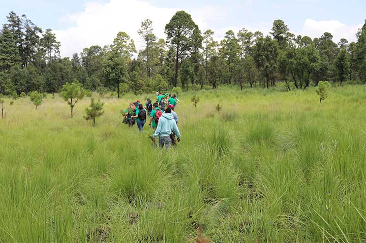 REFORESTACIÓN 2019