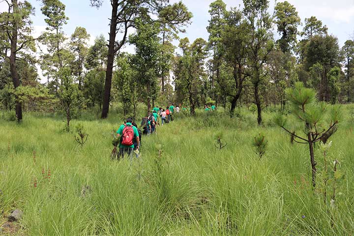 REFORESTACIÓN 2019