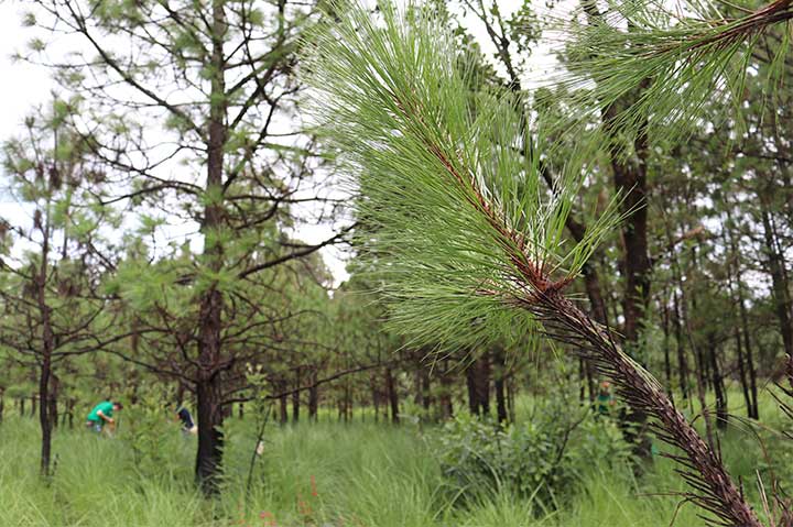 REFORESTACIÓN 2019