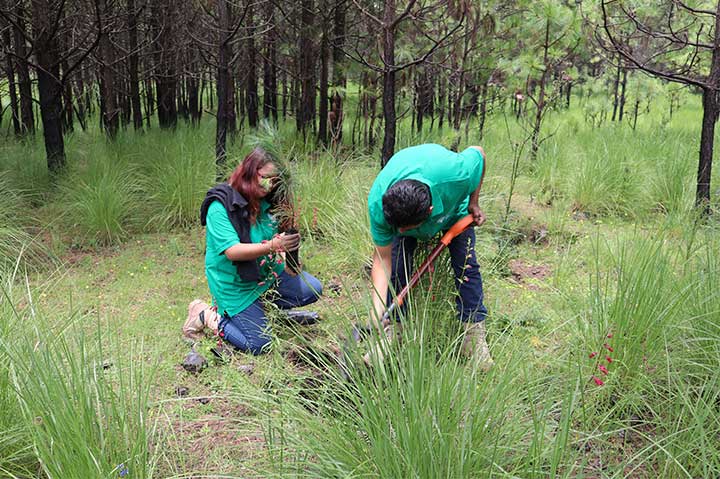 REFORESTACIÓN 2019