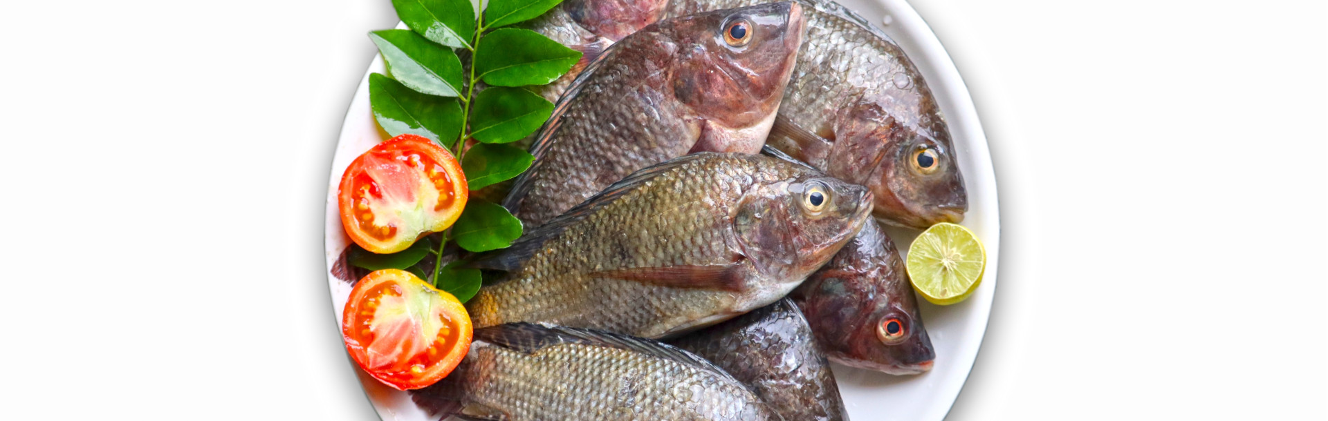 Piel de tilapia para tratamiento de quemaduras - Siegfried Rhein