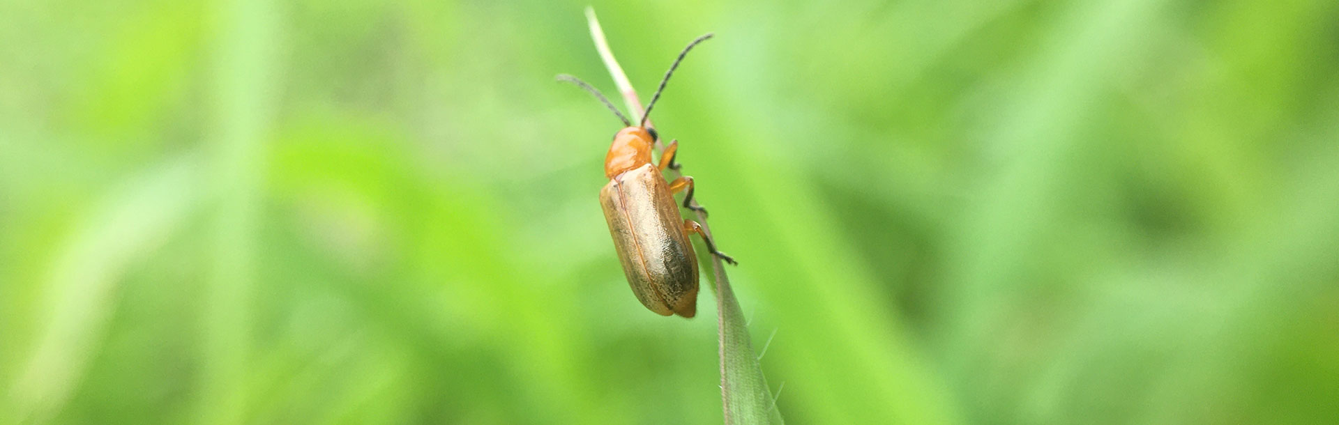 Enfermedad de chagas... - Siegfried Rhein Sigfrid