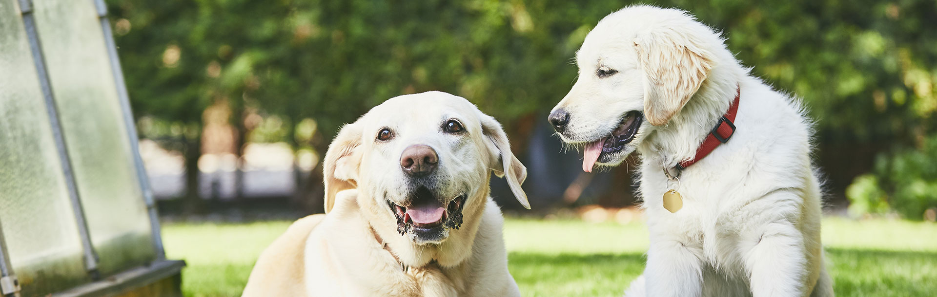 ¿Tus mascotas te pueden transmitir infec... - Siegfried Rhein Sigfrid